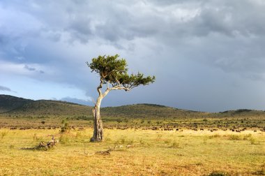 Afrika ağaç manzara
