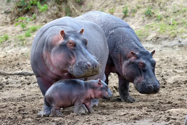 Keluarga Hippo — Stok Foto