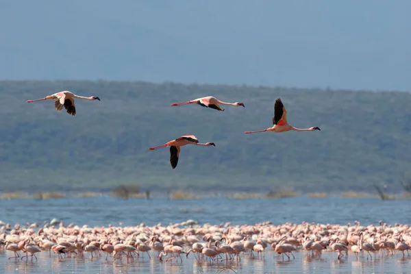 Flamingo 's — Stockfoto