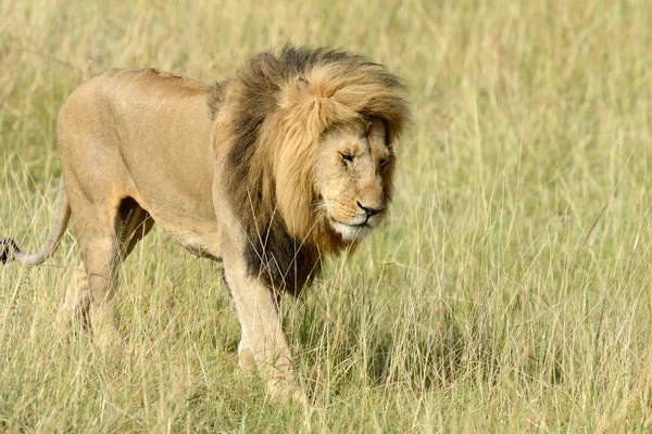 León. — Foto de Stock