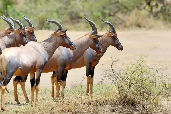 Antilope topi — Foto Stock