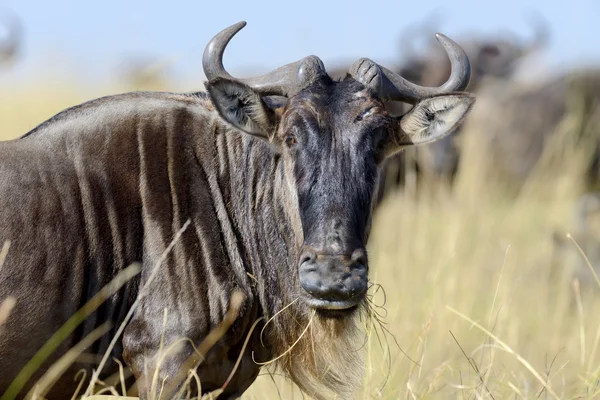 Gnus — Stockfoto