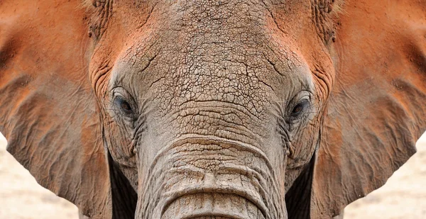 Elefant — Stockfoto