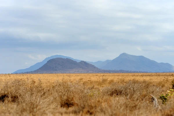 Paesaggio nel Parco Nazionale di Tsavo, Kenya — Foto Stock