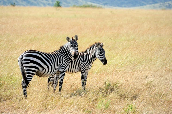 Zebra — Stock Photo, Image