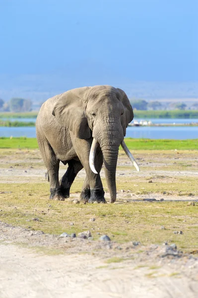 Elefante — Foto de Stock