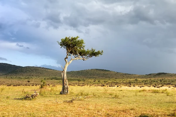 Пейзаж с деревом в Африке — стоковое фото
