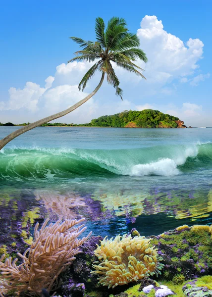 Krásný ostrov s palmami — Stock fotografie