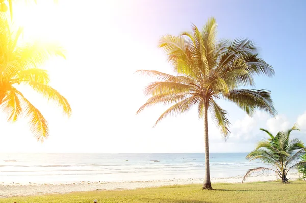 Palmeras y playa — Foto de Stock