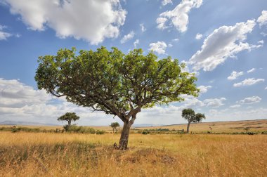 Afrika ağaç manzara