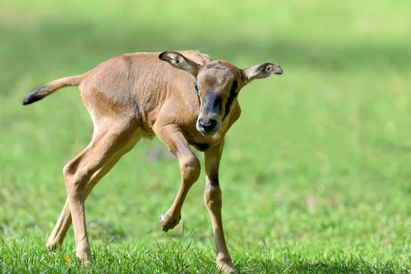 Bebé gemsbok —  Fotos de Stock