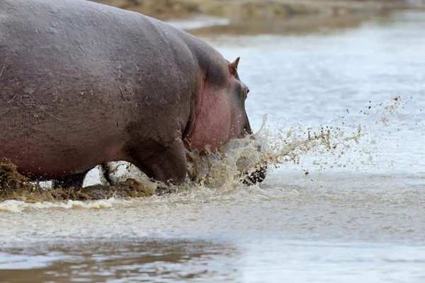 Hippo family — Stock Photo, Image