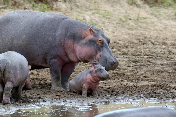 Família Hippo — Fotografia de Stock