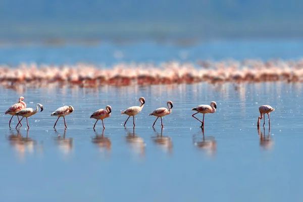 Flamingo 's — Stockfoto