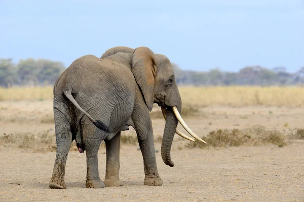 Ελέφαντας — Φωτογραφία Αρχείου