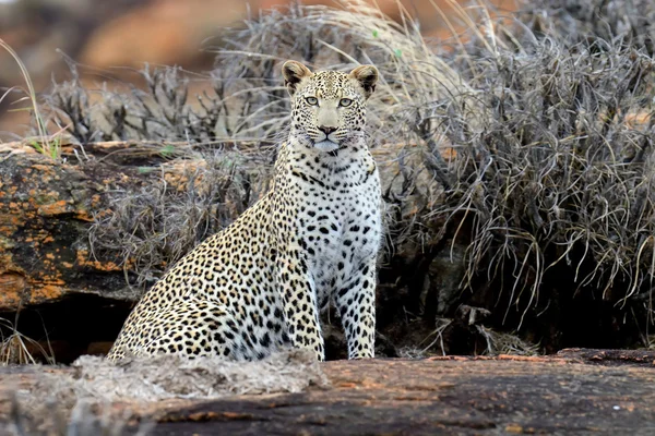 Leopardo — Fotografia de Stock