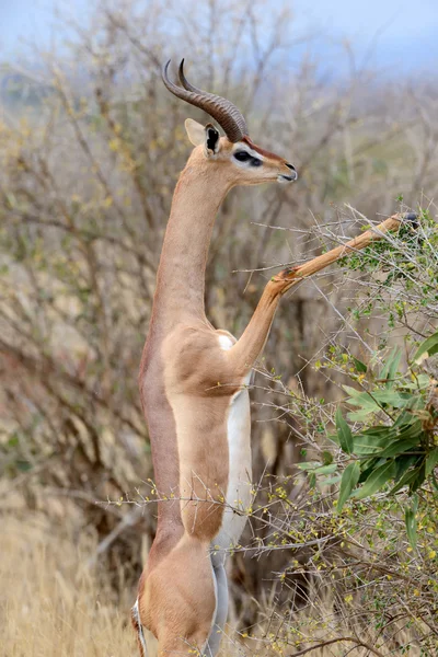 Gerenuk – stockfoto
