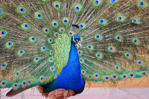 Peacock — Stock Photo, Image