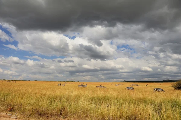 Savana — Foto Stock