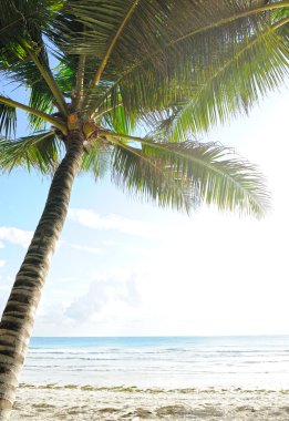 palm Beach üzerinde