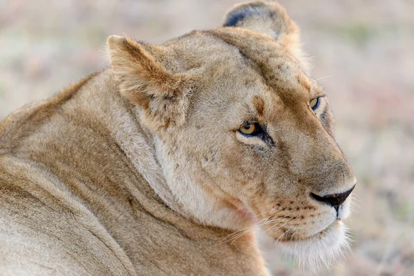 Lion — Stock Photo, Image