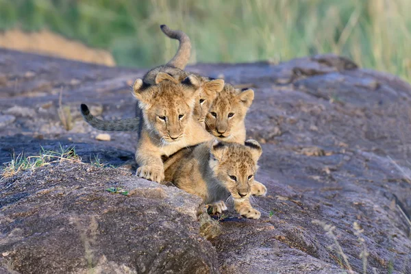 Lion cub — Stock Photo, Image