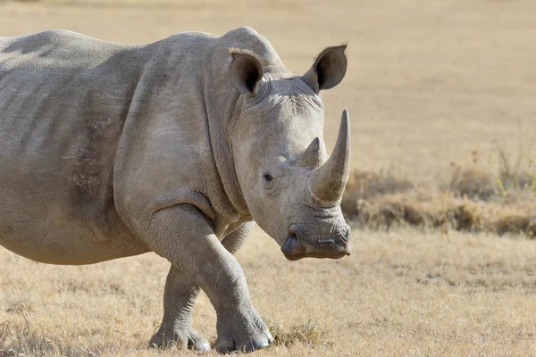 Nashorn — Stockfoto