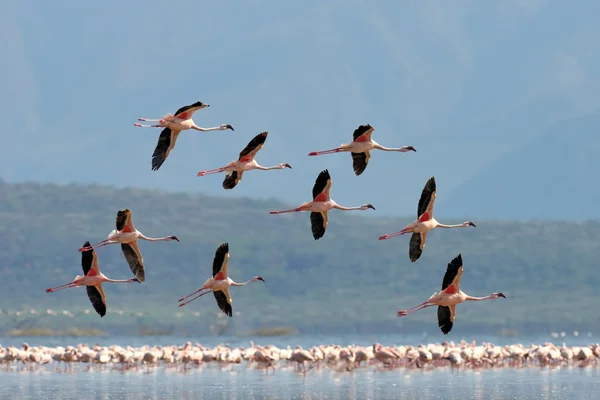 Flamingor — Stockfoto