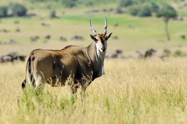 Große Kudu (Tragelaphus strepsiceros)) — Stockfoto