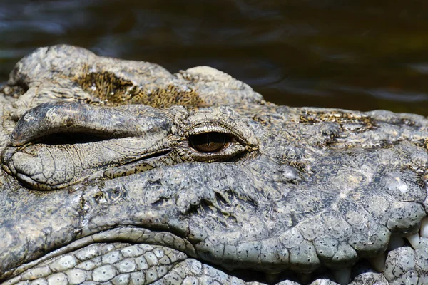 Groep krokodil — Stockfoto