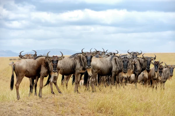 Wildebeest — Stock Photo, Image