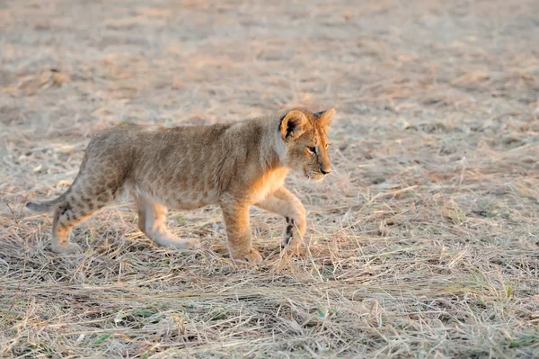 Lion cub — Stock Photo, Image