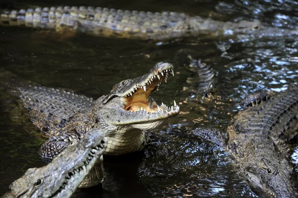 Grupo crocodilo — Fotografia de Stock