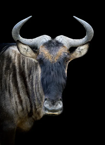 Búfalo — Foto de Stock