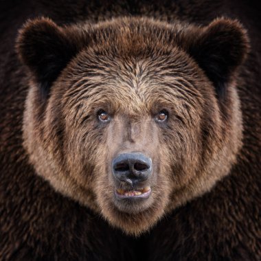 Bir boz ayı, ağaçlar ve yoğun bitki örtüsüyle çevrili yemyeşil bir ormanda güven içinde duruyor.