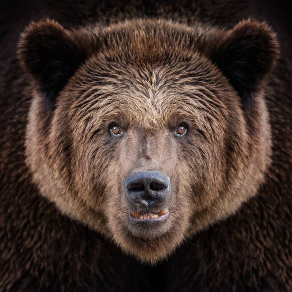 Bir boz ayı, ağaçlar ve yoğun bitki örtüsüyle çevrili yemyeşil bir ormanda güven içinde duruyor.