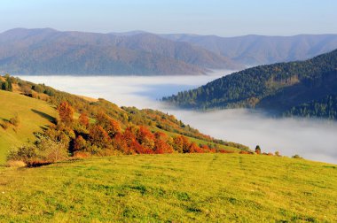 Orman dağ yamacında