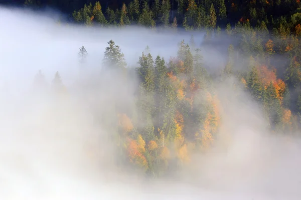 Wald am Berghang — Stockfoto