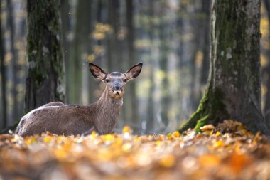 Huzurlu bir orman ortamında, bir geyik turuncu ve sarı yapraklardan oluşan bir halının üzerinde uzanıyor. Güneş ışığı ağaçların arasından süzülerek sakin bir atmosfer yaratır. Hayvan sakin ve memnun görünüyor, doğal ortamının güzelliğini içine çekiyor..