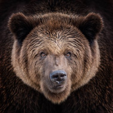 Bir boz ayı, ağaçlar ve yoğun bitki örtüsüyle çevrili yemyeşil bir ormanda güven içinde duruyor.