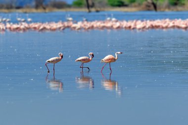 Flamingolar