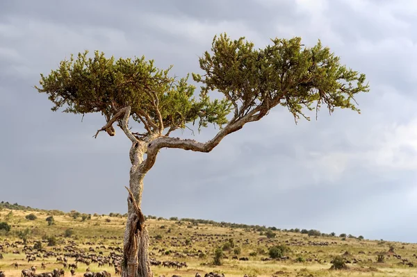 Paisaje con árbol en África —  Fotos de Stock