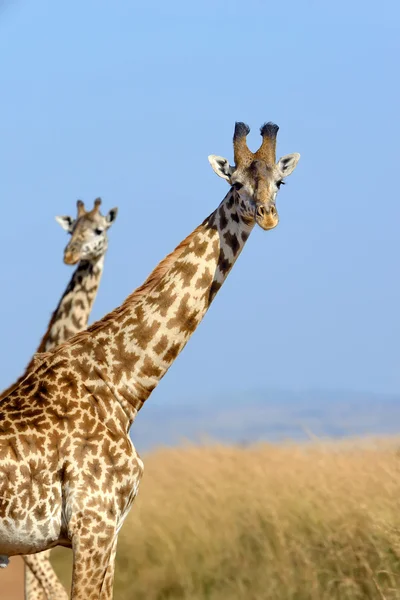 Giraffa — Foto Stock