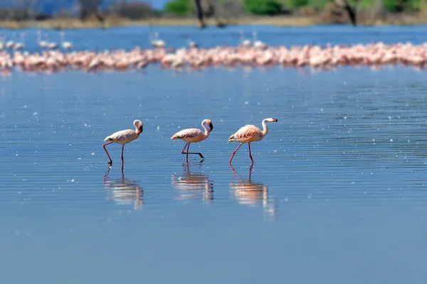 Fenicotteri — Foto Stock