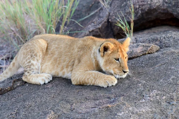 Lion cub — Stock Photo, Image