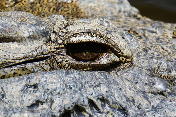 Csoport krokodil — Stock Fotó
