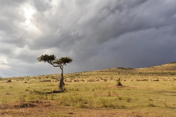 Paisaje con árbol en África — Foto de Stock