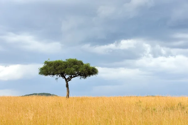 Paisaje con árbol en África — Foto de Stock