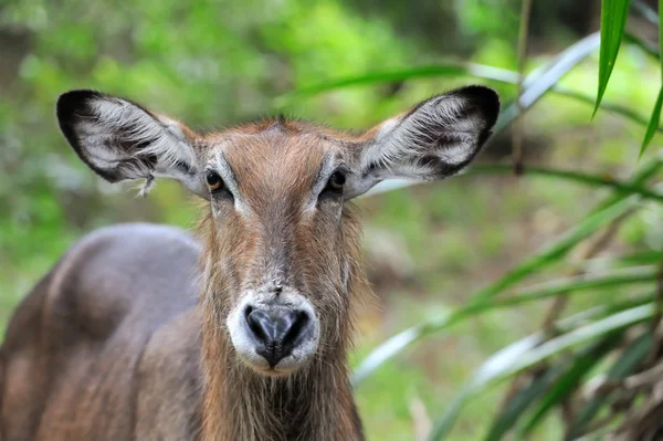 Waterbuck — Stock Photo, Image