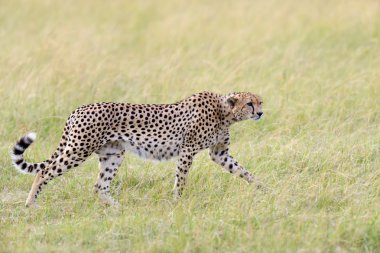 Cheetah clipart